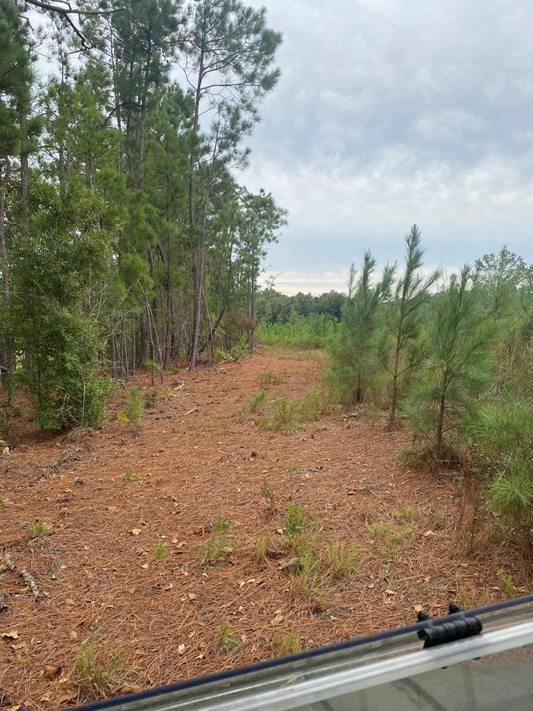 250 Adams Mill Road Clayton, AL 36016 - Photo 46 of 74