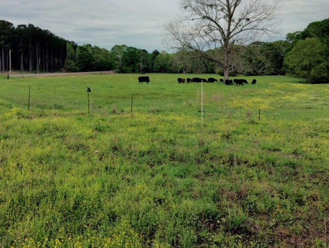 1499 Jupiter Road Braxton, MS 39044 - Photo 12 of 26 Photo 13