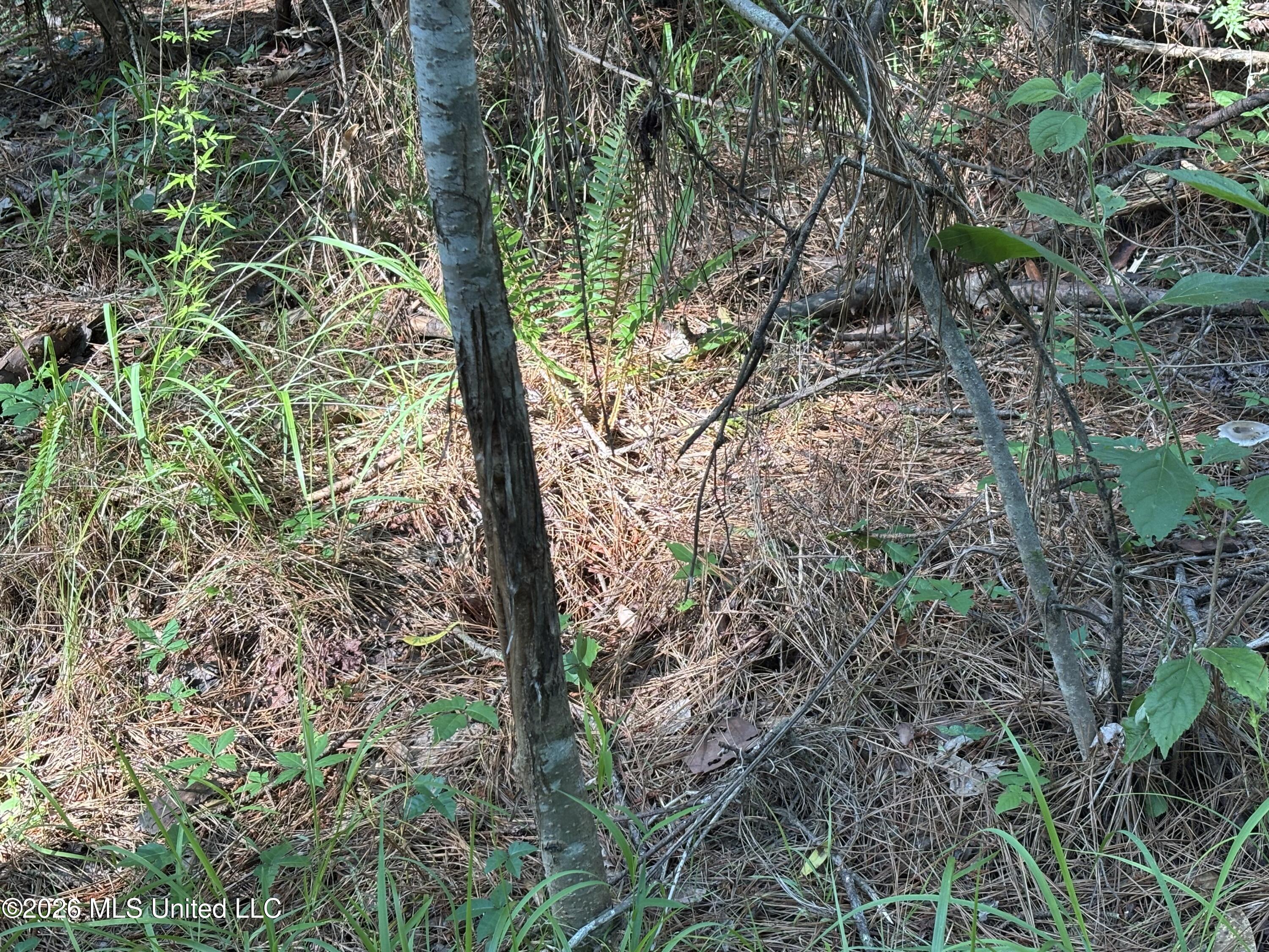 Beach Road Roxie, MS 39661 - Photo 22 of 25 Photo May 14 2026, 5 09 05 PM