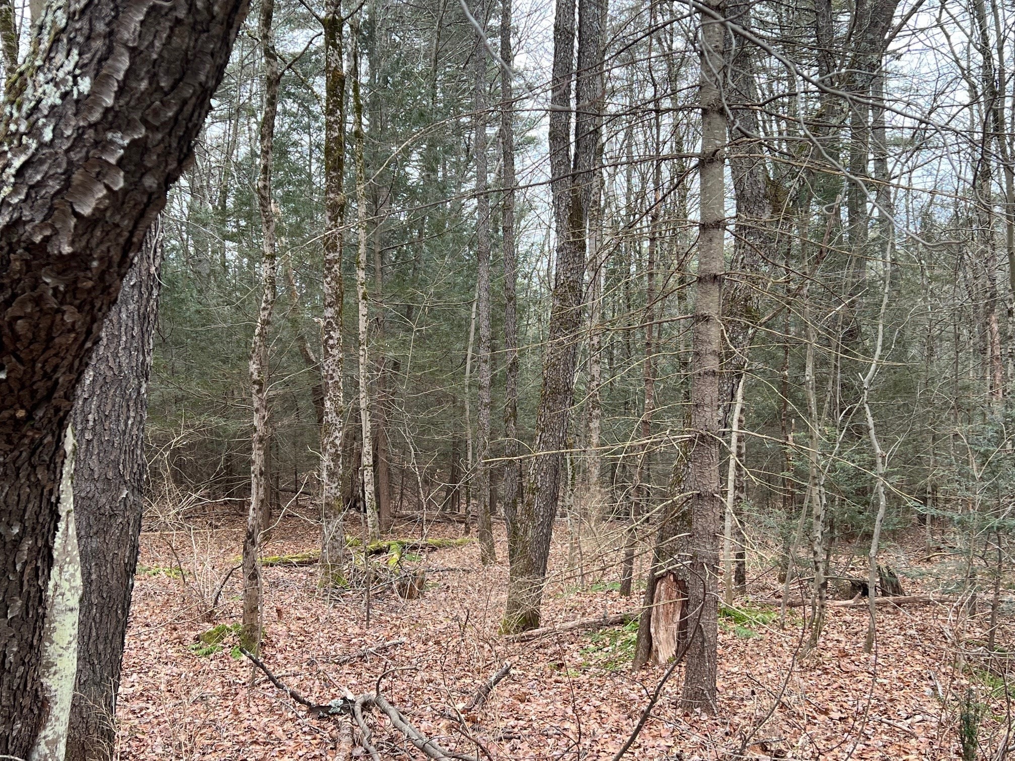 0 Dana Road Barre, MA 01005 - Photo 3 of 3 Gallery Image 3
