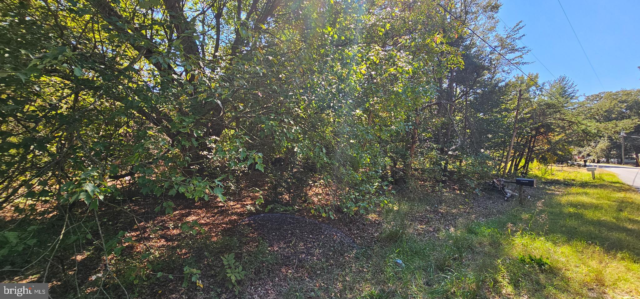 Lot 13-14 Coverdale Road Bridgeville, DE 19933 - Photo 4 of 7 a view of a yard with a tree