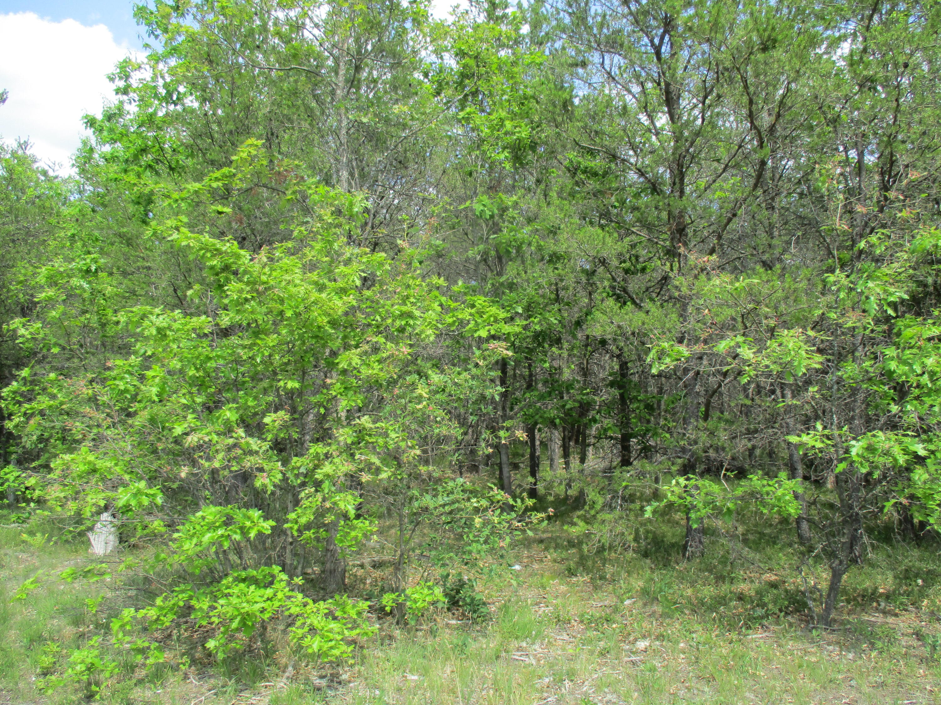 Stephan Bridge Road Grayling, MI 49738 - Photo 3 of 6 Gallery Image 3
