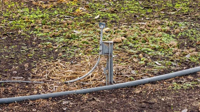a close up of a tree