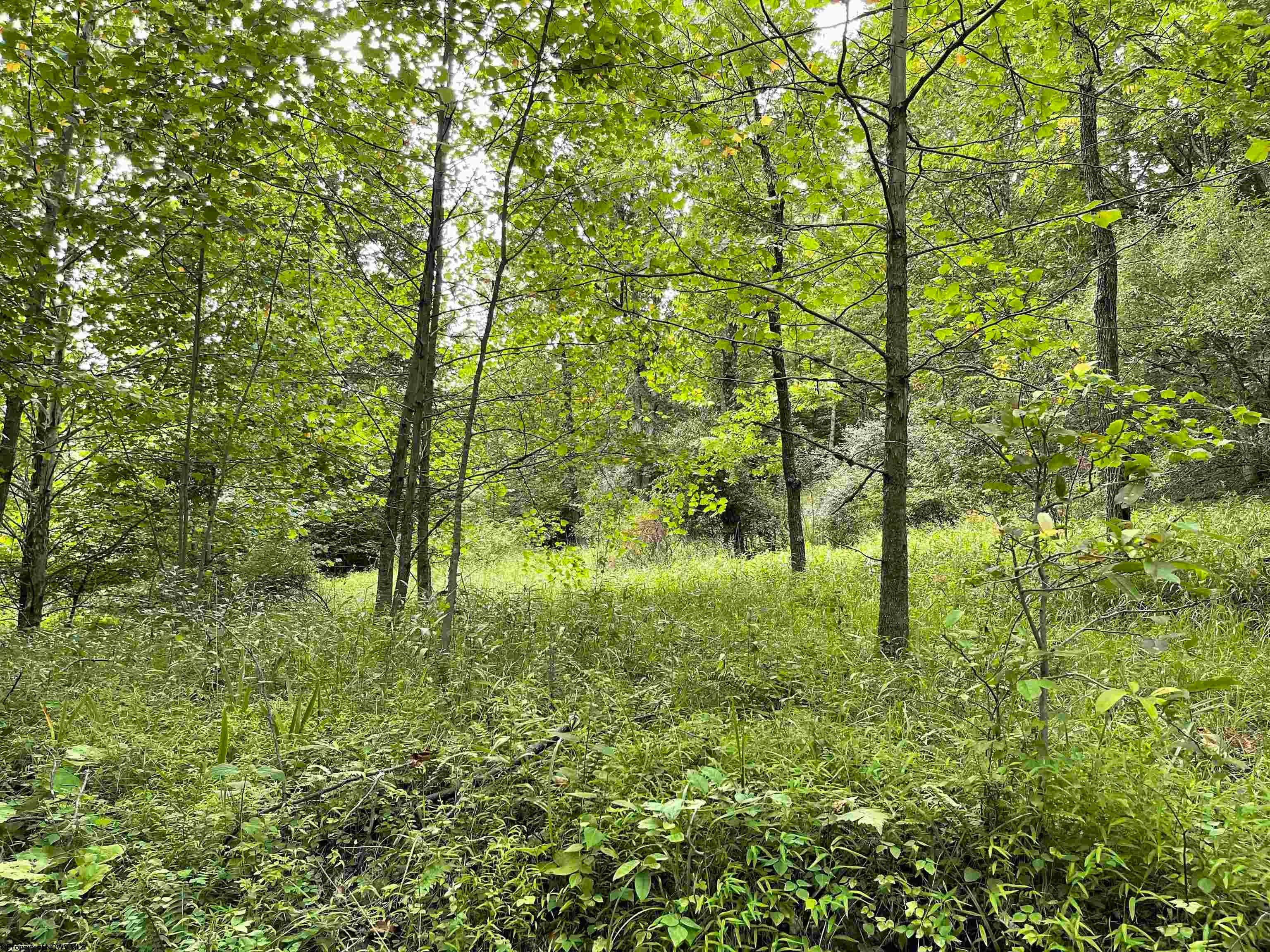 917 Mudlick Run Road Fairmont, WV 26554 - Photo 4 of 19 Gallery Image 4