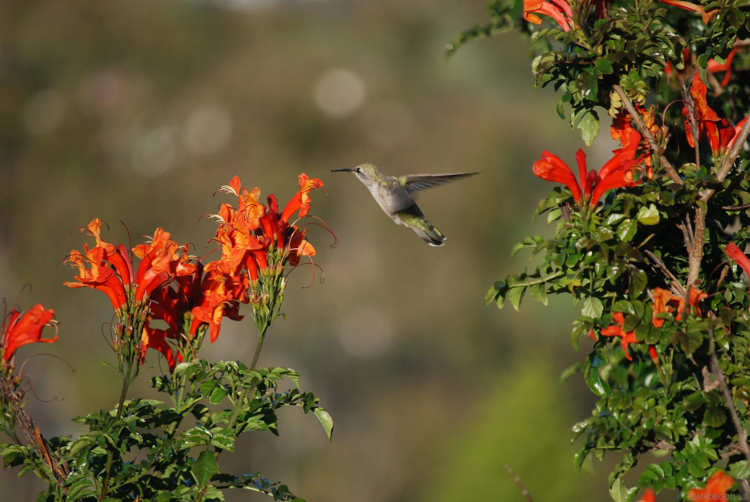 5785 Soledad Mountain Road La Jolla, CA 92037 - Photo 49 of 50 a view of a flower