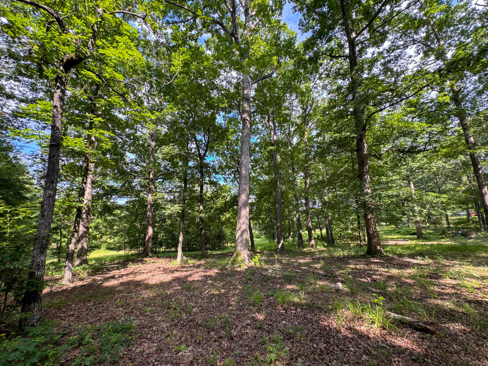 4791 Guys Chewalla Road Ramer, TN 38367 - Photo 13 of 77 a view of a forest with trees