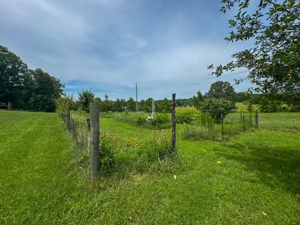 a view of a lush green forest