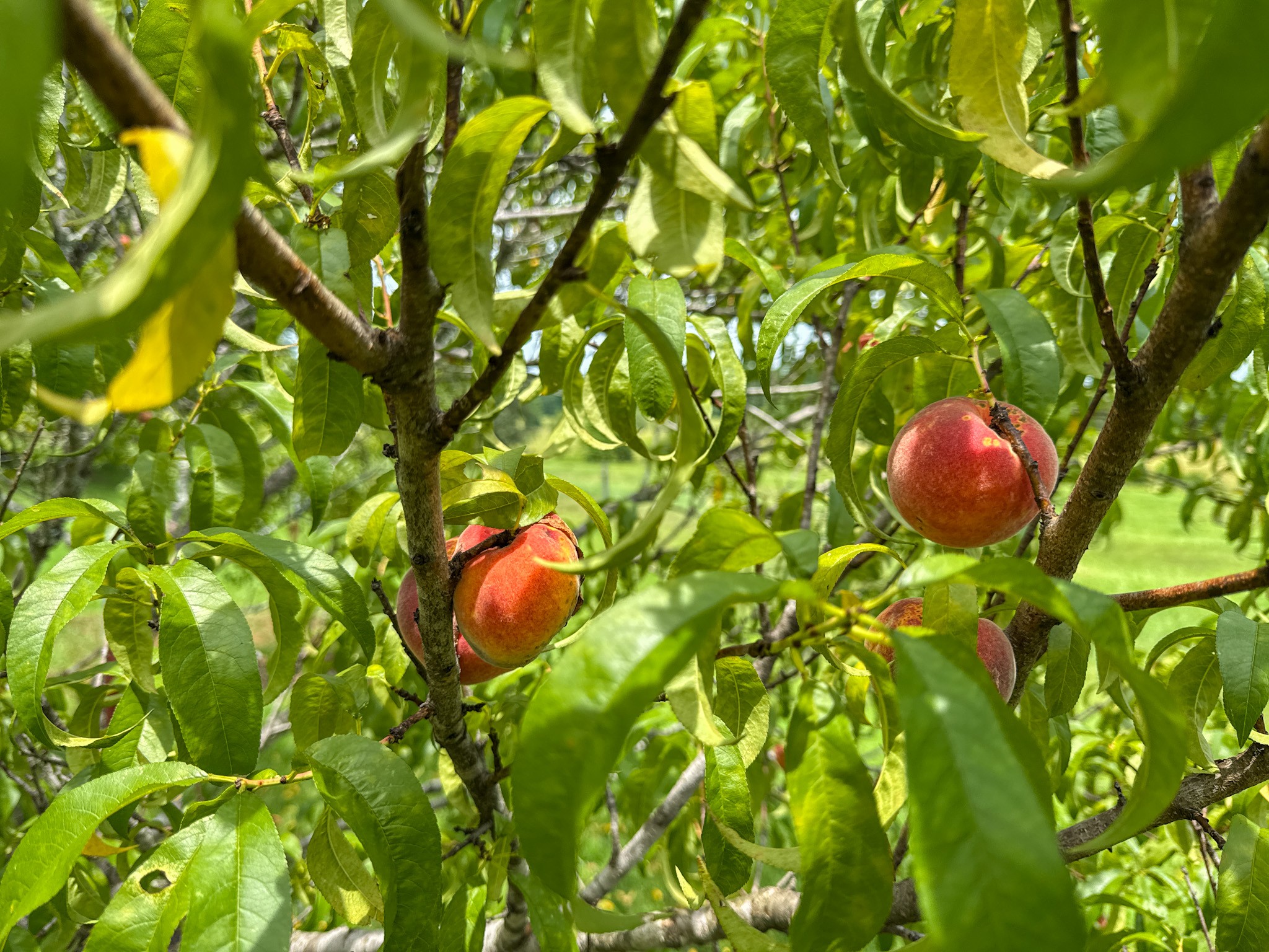 4791 Guys Chewalla Road Ramer, TN 38367 - Photo 32 of 77 a view of a tree in a garden