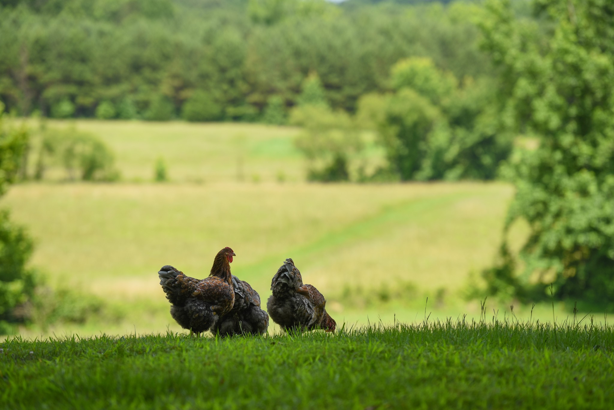 4791 Guys Chewalla Road Ramer, TN 38367 - Photo 37 of 77