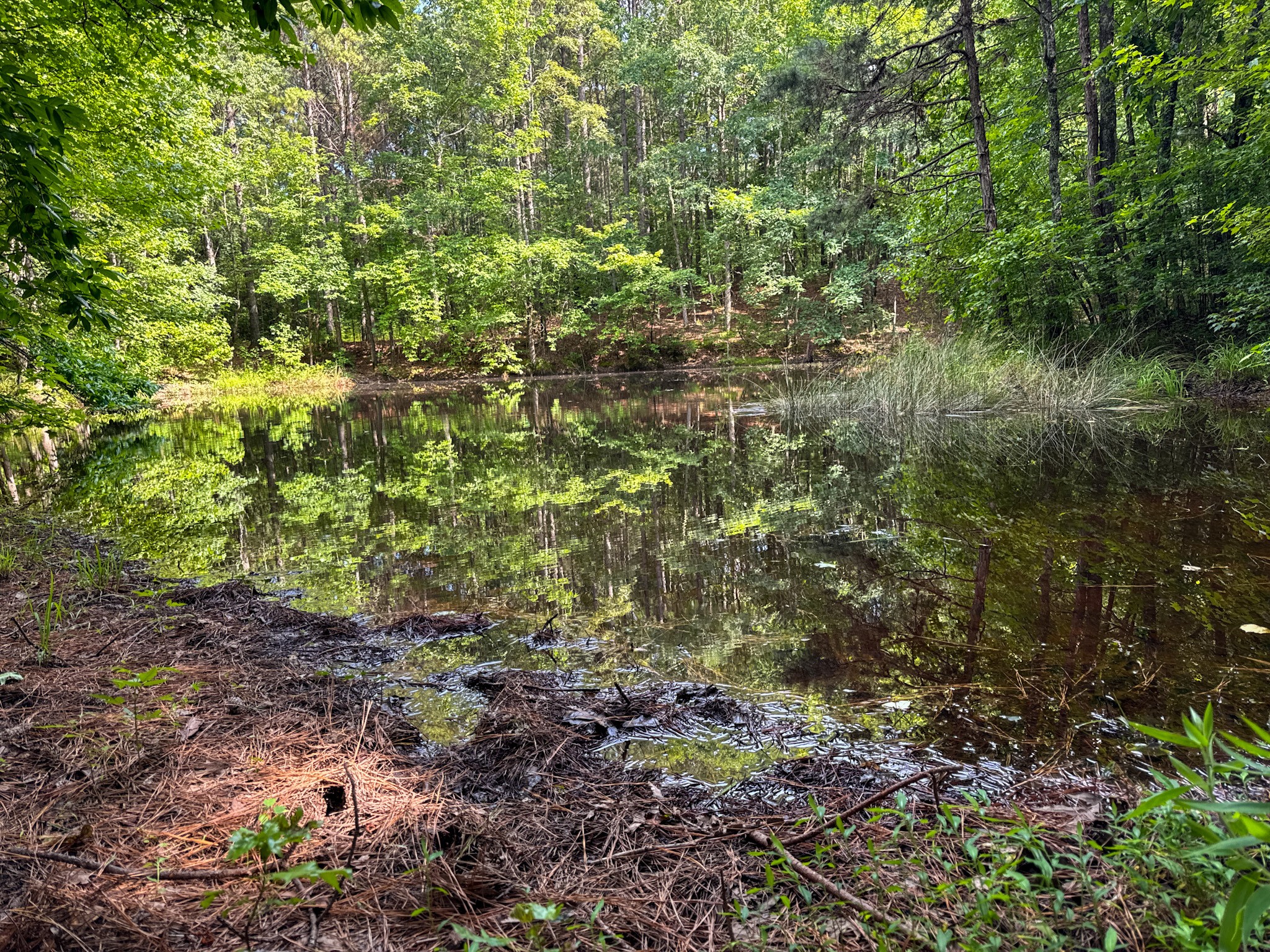 4791 Guys Chewalla Road Ramer, TN 38367 - Photo 44 of 77 a view of a forest with a tree