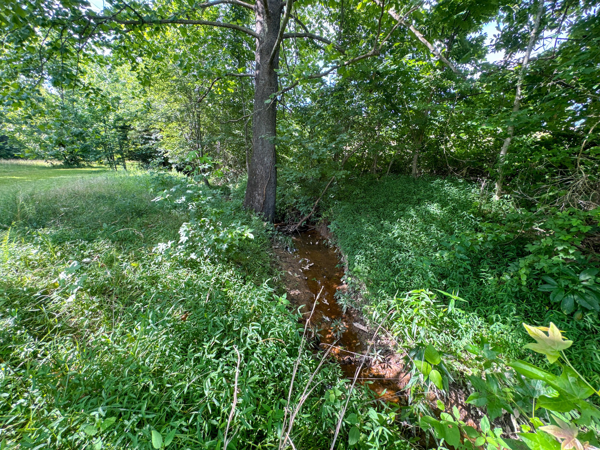 4791 Guys Chewalla Road Ramer, TN 38367 - Photo 45 of 77 a view of a lush green forest