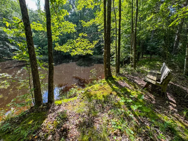 a view of a forest with trees