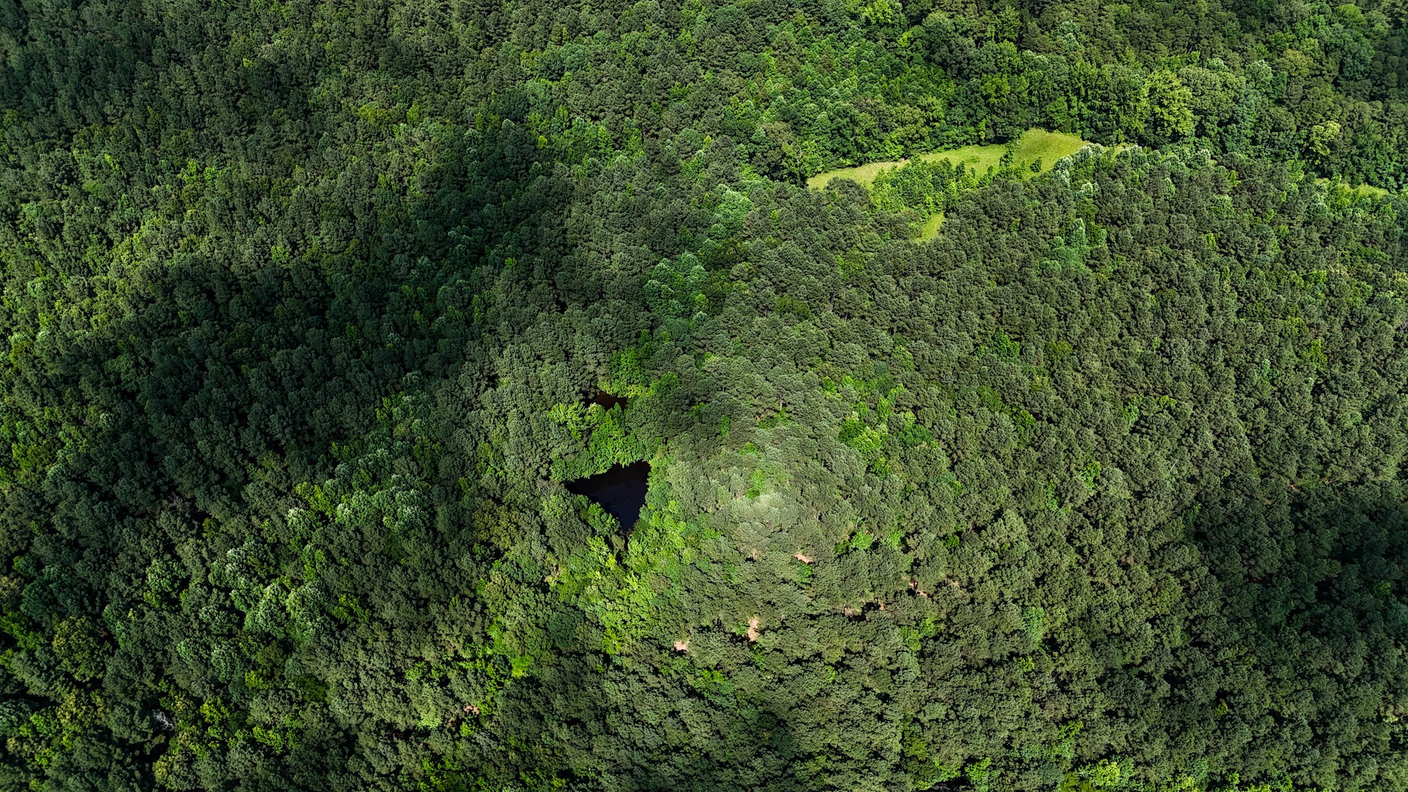 4791 Guys Chewalla Road Ramer, TN 38367 - Photo 53 of 77 a view of a lush green forest