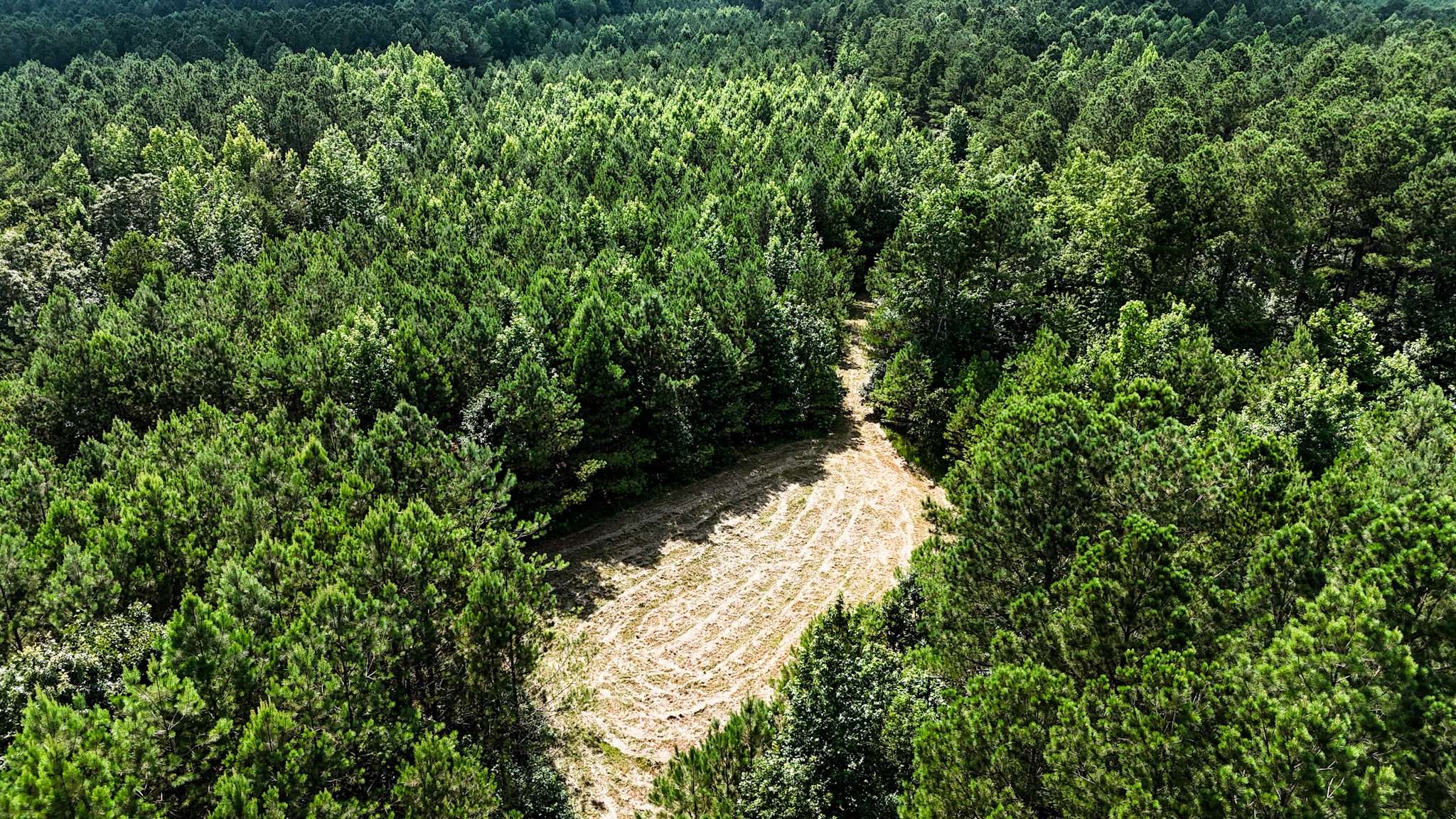 4791 Guys Chewalla Road Ramer, TN 38367 - Photo 56 of 77 a view of a forest with a tree