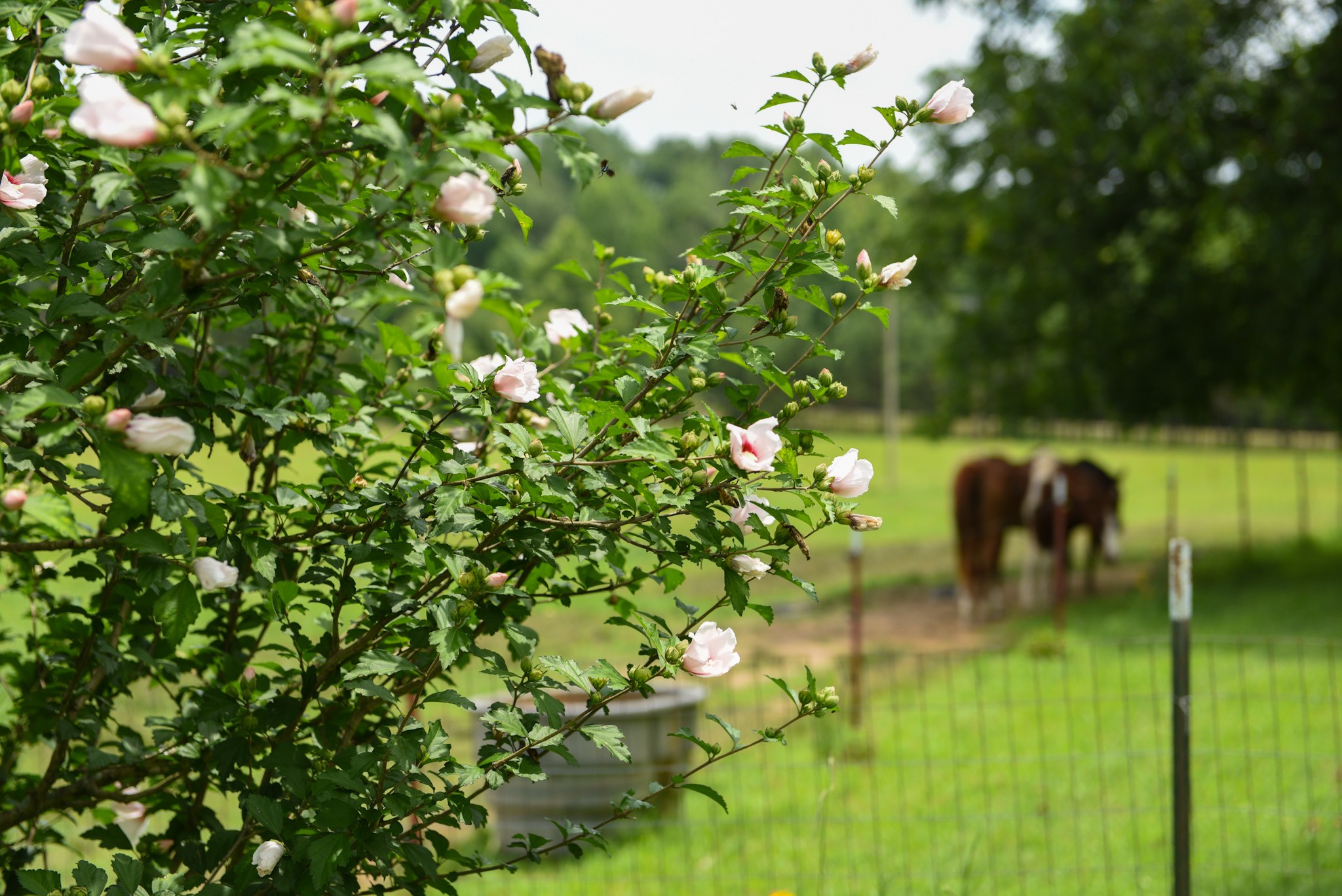 4791 Guys Chewalla Road Ramer, TN 38367 - Photo 58 of 77 a backyard of a house with lots of green space