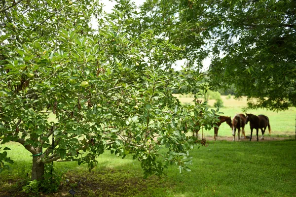$1,499,000 | 4791 Guys Chewalla Road, Ramer, TN 38367