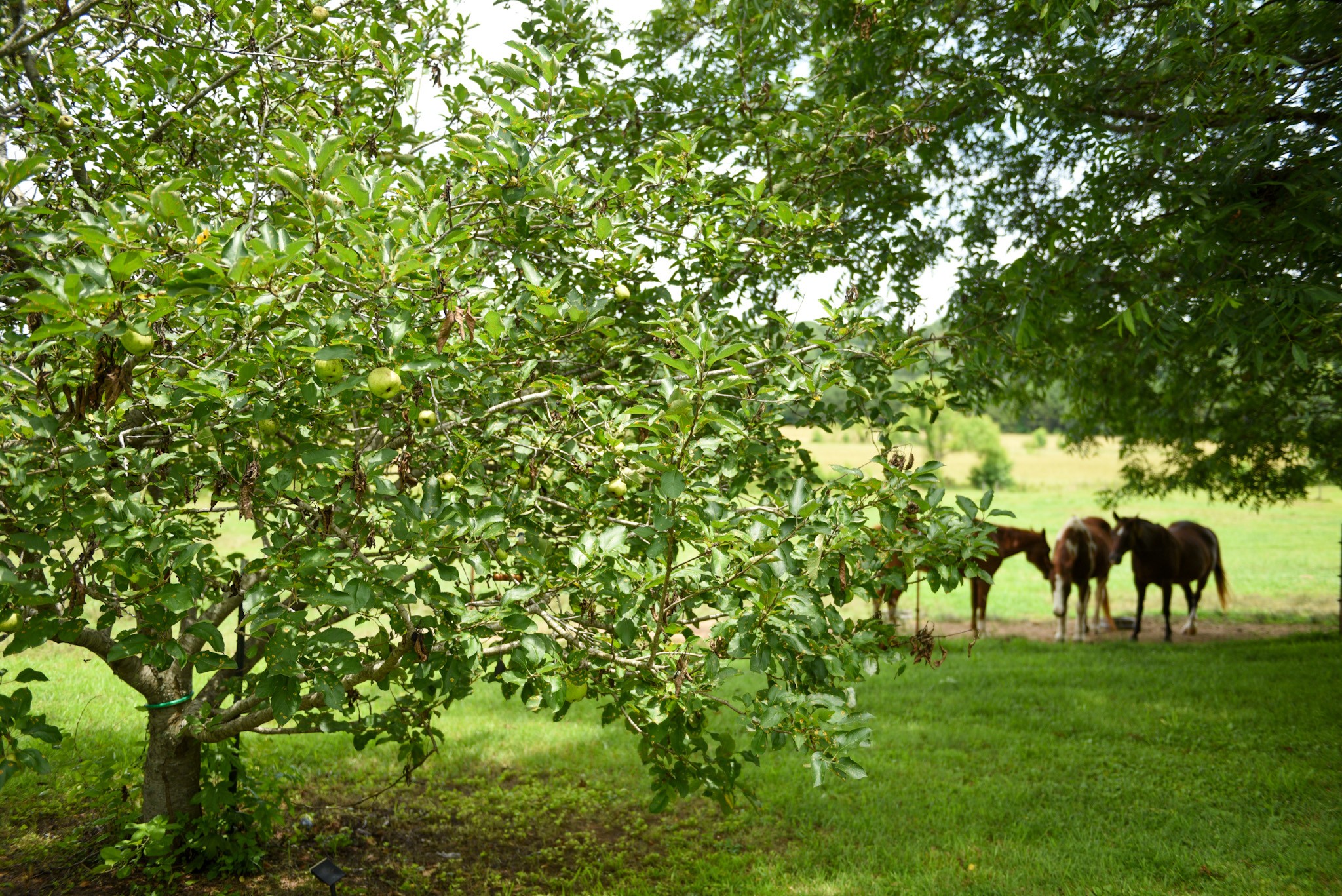 4791 Guys Chewalla Road Ramer, TN 38367 - Photo 59 of 77 a view of a yard