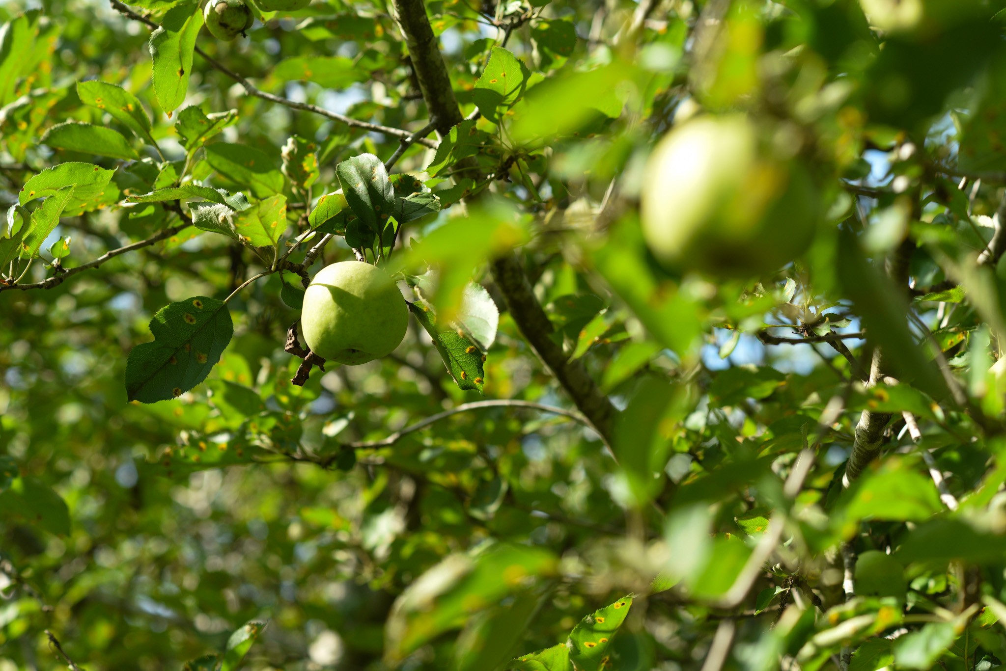 4791 Guys Chewalla Road Ramer, TN 38367 - Photo 60 of 77 a view of a tree
