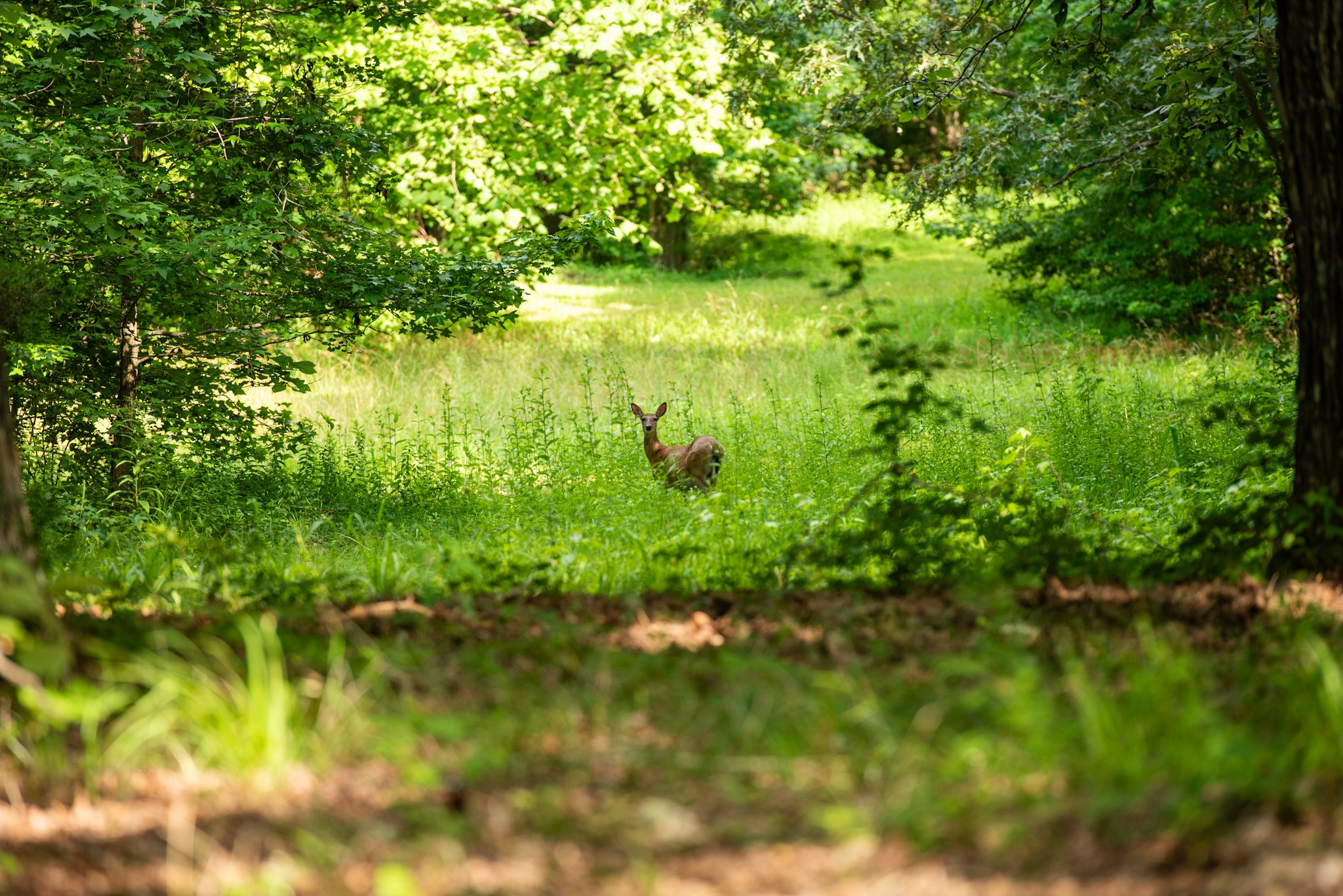 4791 Guys Chewalla Road Ramer, TN 38367 - Photo 61 of 77