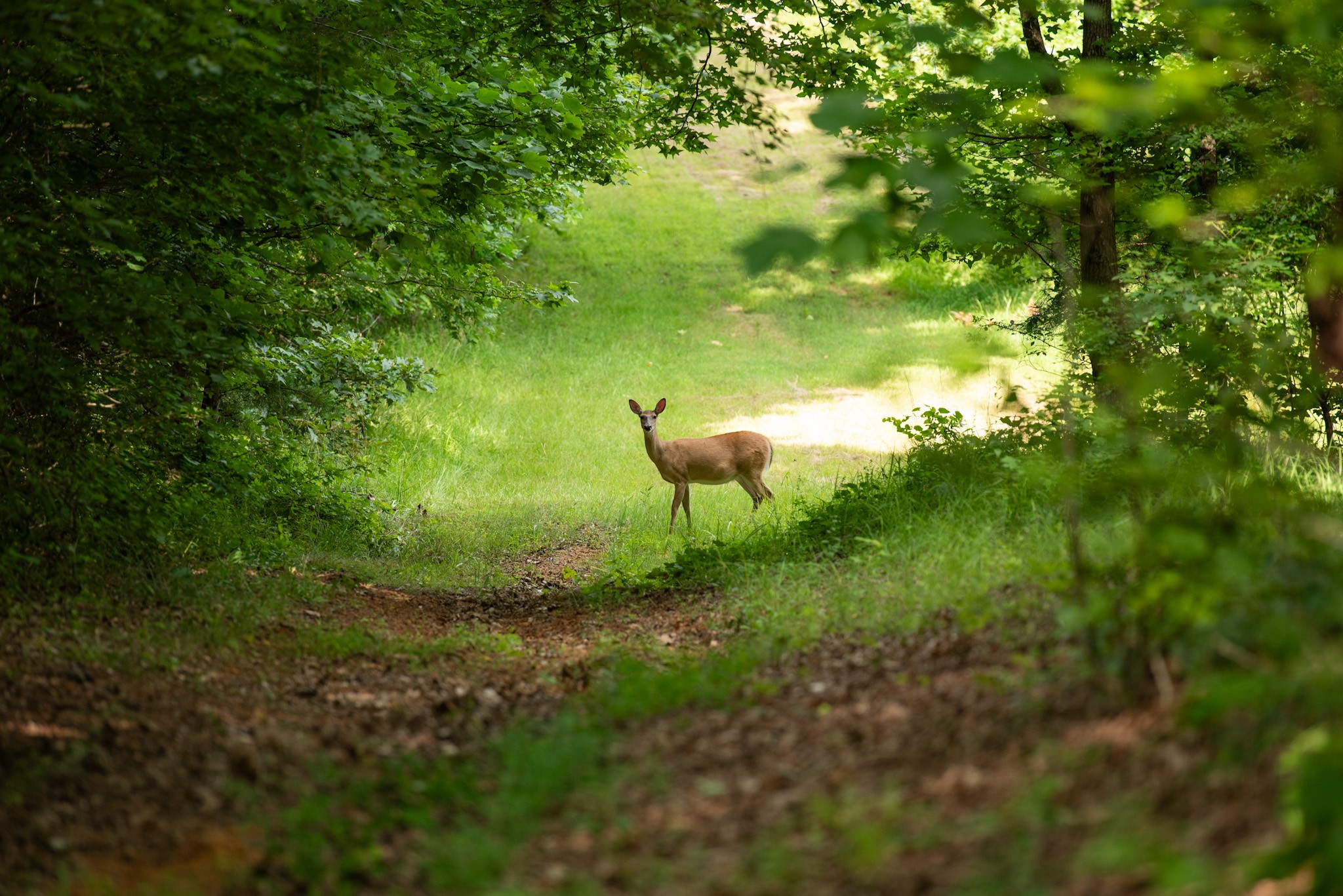 4791 Guys Chewalla Road Ramer, TN 38367 - Photo 62 of 77 a view of a garden from a lake