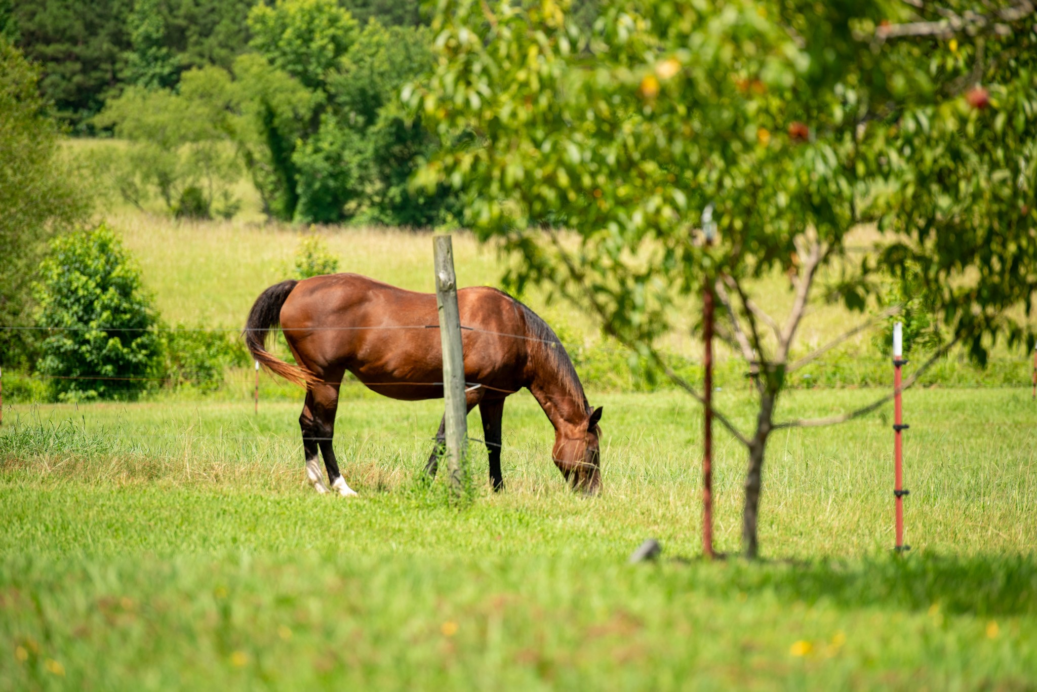 4791 Guys Chewalla Road Ramer, TN 38367 - Photo 7 of 77 a view of yard and mountain view in back