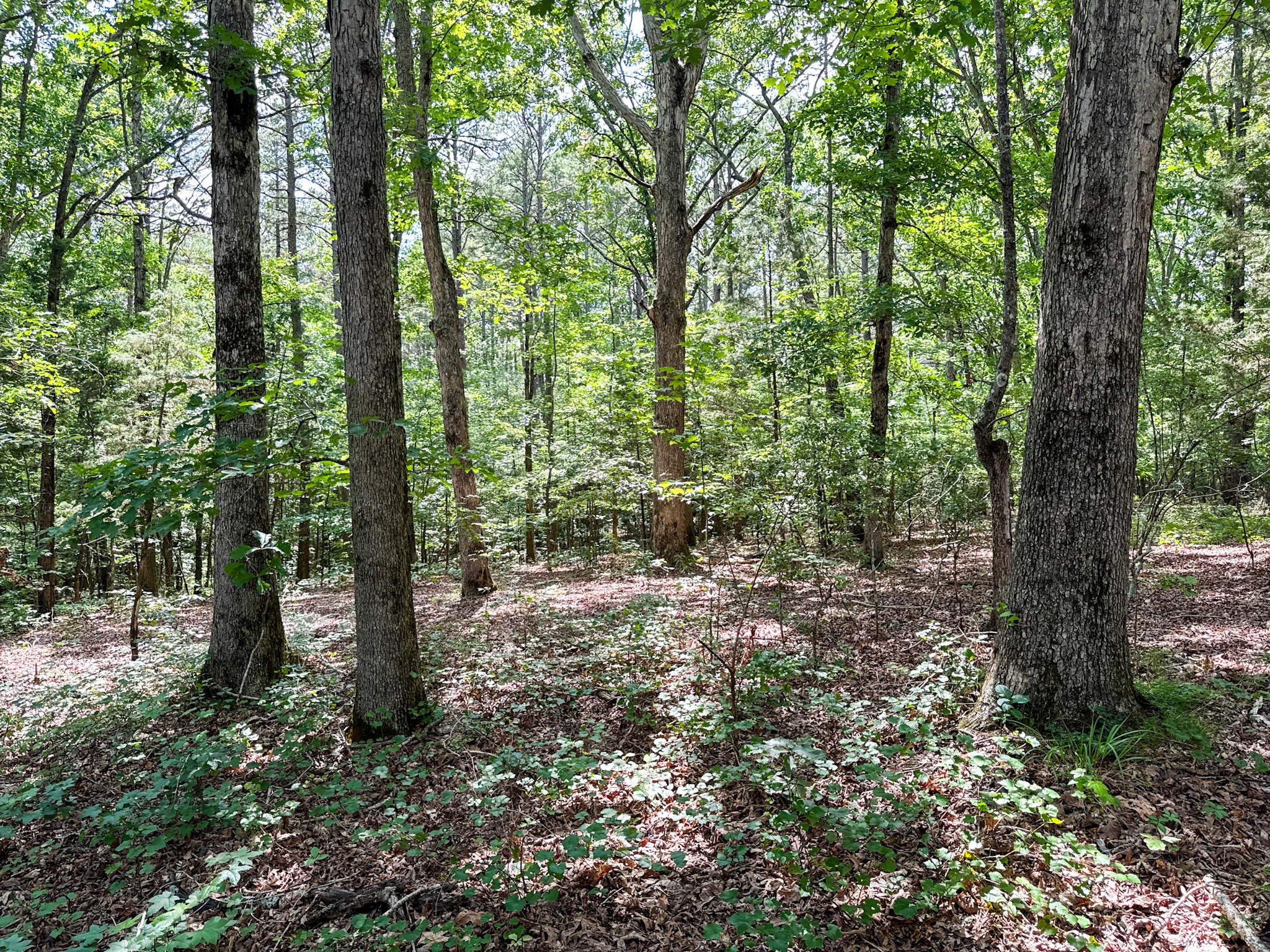 4791 Guys Chewalla Road Ramer, TN 38367 - Photo 73 of 77