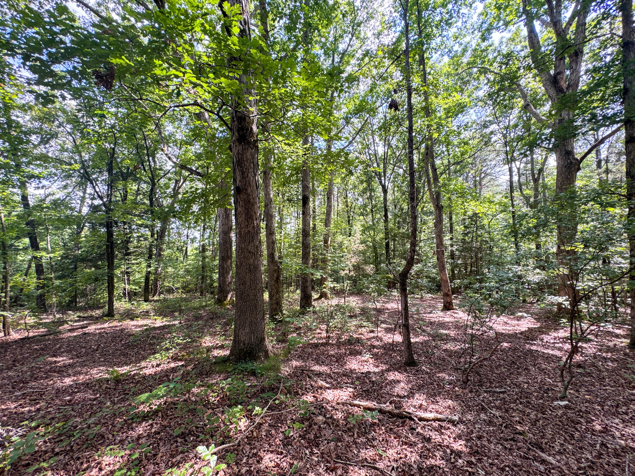 4791 Guys Chewalla Road Ramer, TN 38367 - Photo 74 of 77 a view of outdoor space with lots of trees