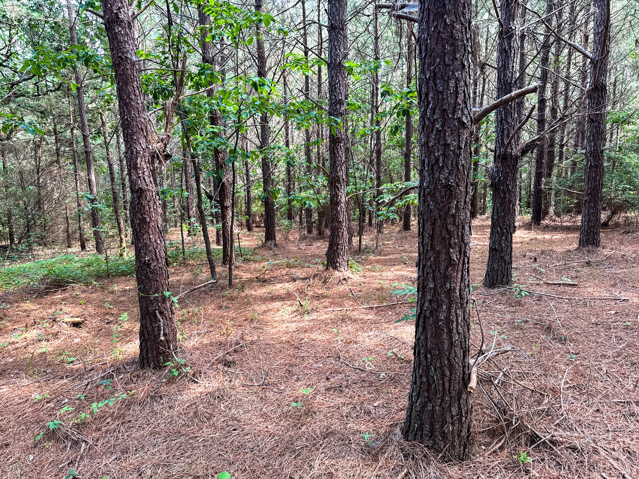 4791 Guys Chewalla Road Ramer, TN 38367 - Photo 76 of 77 a view of outdoor space with trees