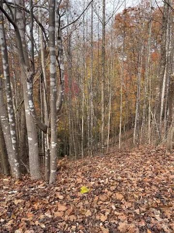 a view of a yard with trees