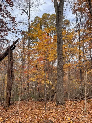 a view of a yard with trees