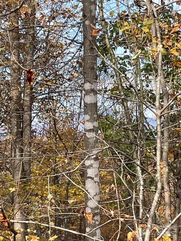 a view of road with card and trees