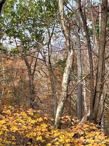a view of a forest filled with trees