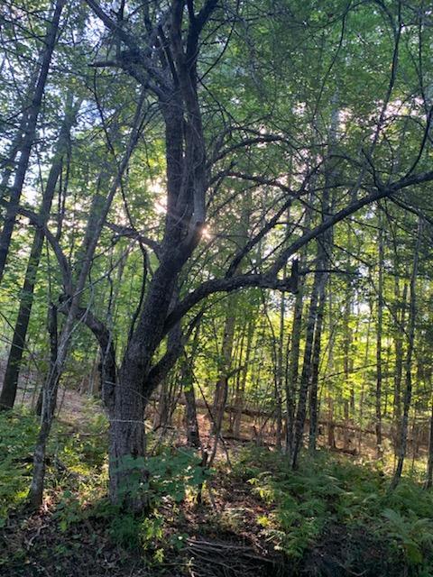 0 Longley Road Solon, ME 04979 - Photo 3 of 17 IMG951820