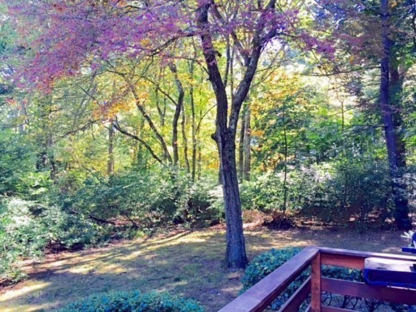 27 Joyce Road Framingham, MA 01701 - Photo 10 of 23 a view of a yard with a tree