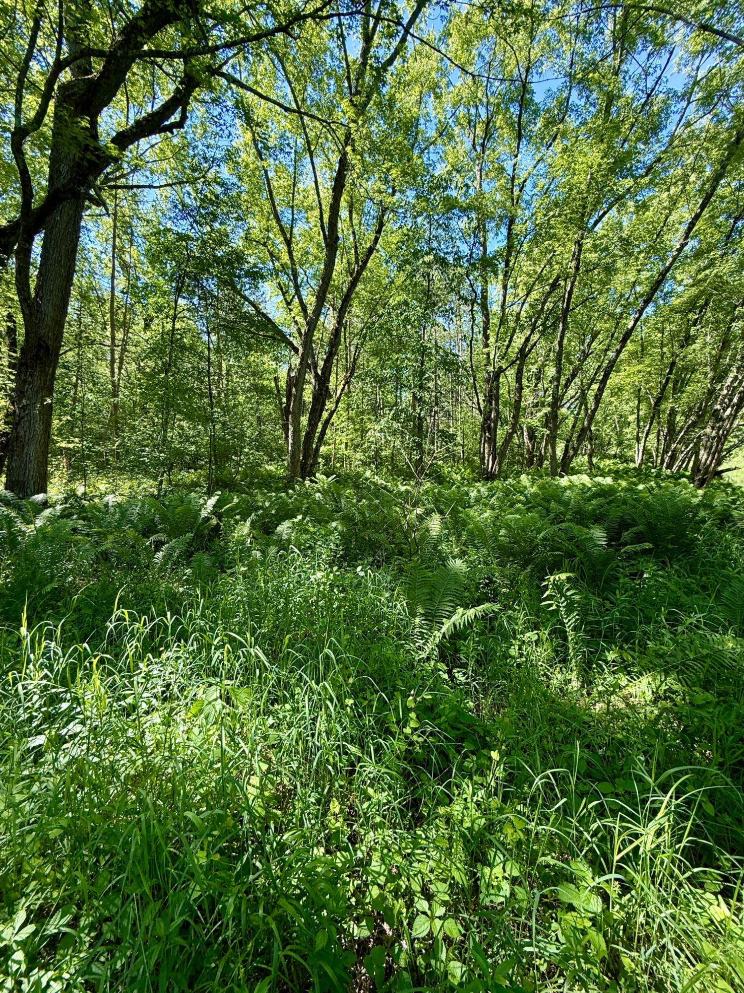 Lot 7 Pine River Road Tomahawk, WI 54487 - Photo 5 of 22
