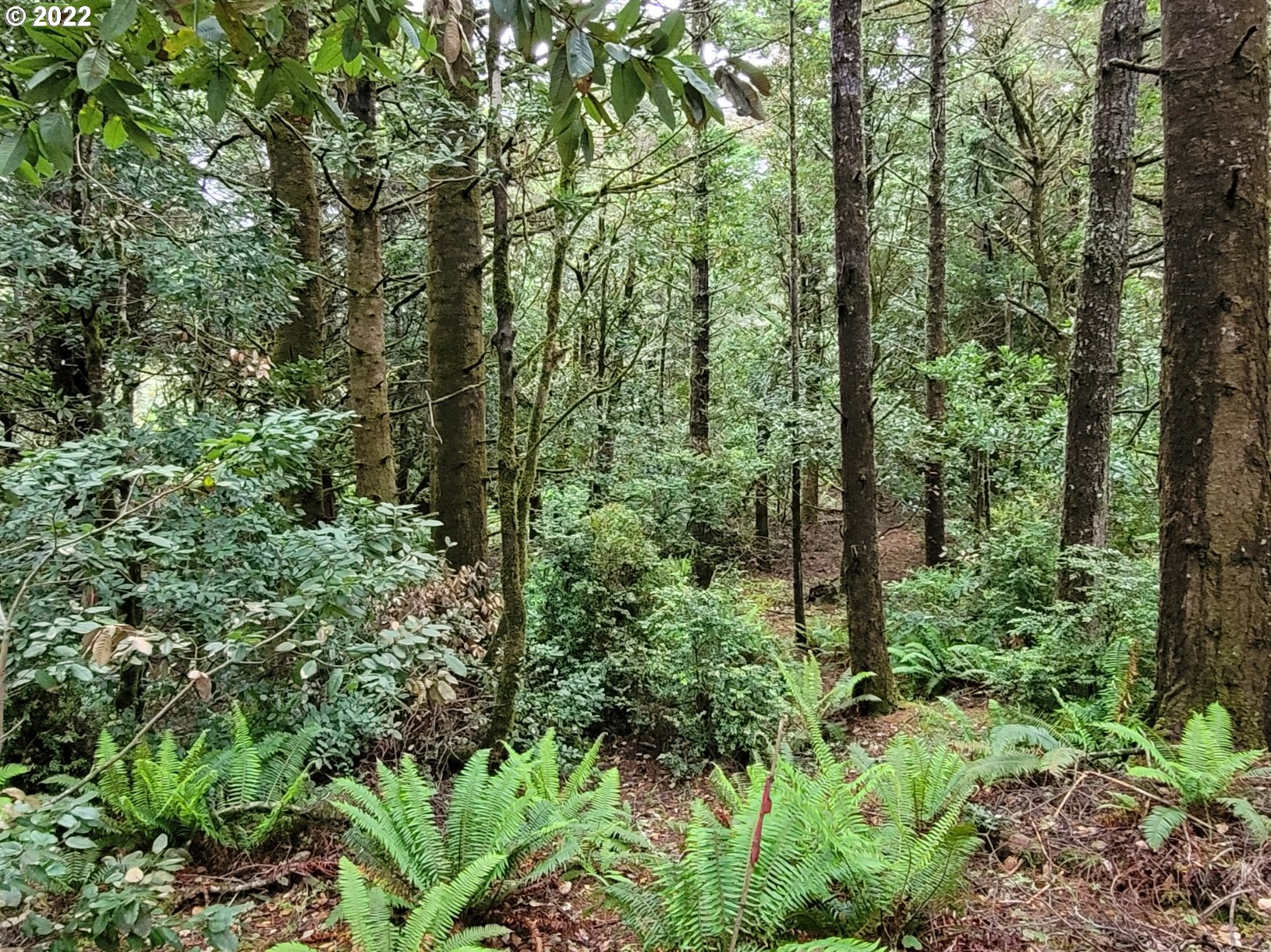 42533 Gull Road Port Orford, OR 97465 - Photo 26 of 32 Acreage