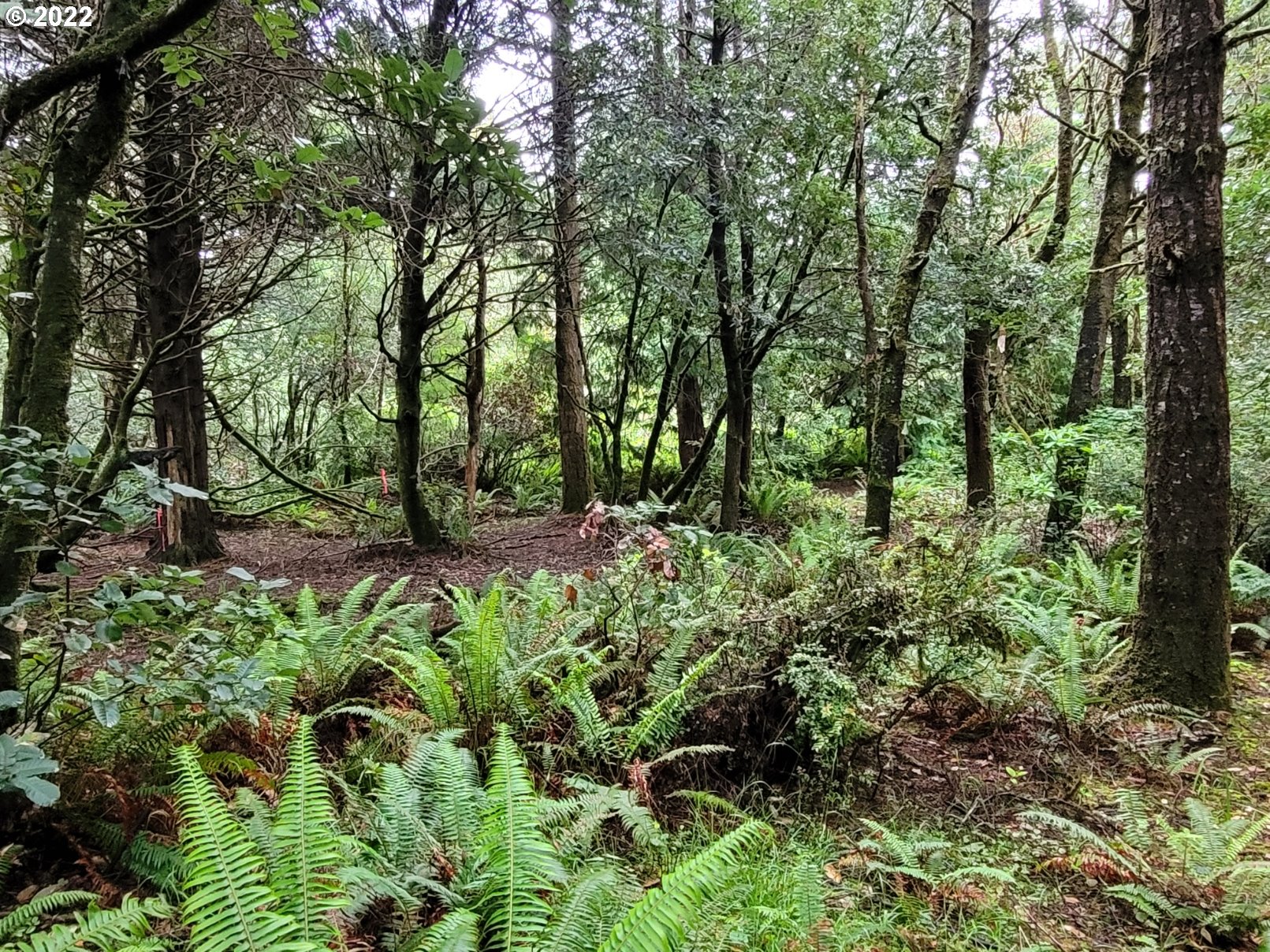 42533 Gull Road Port Orford, OR 97465 - Photo 27 of 32 Acreage