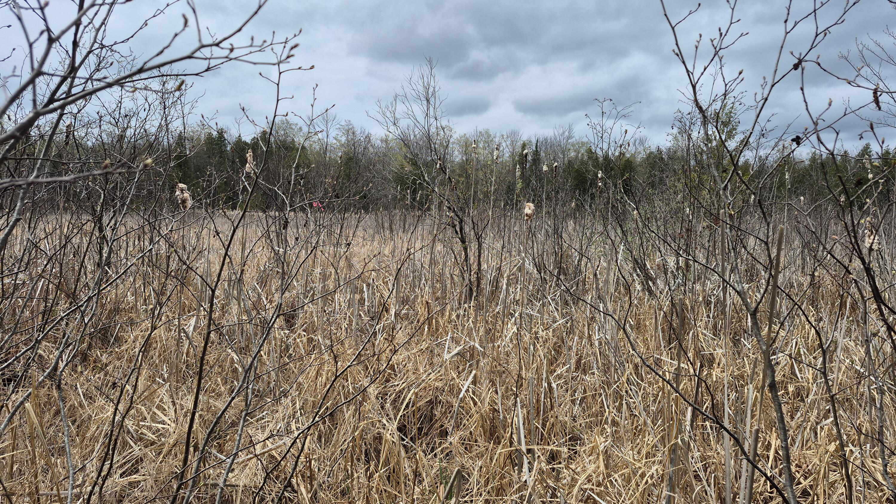 Lot 29 A Hill Road Clinton, ME 04927 - Photo 21 of 27 21 bog area