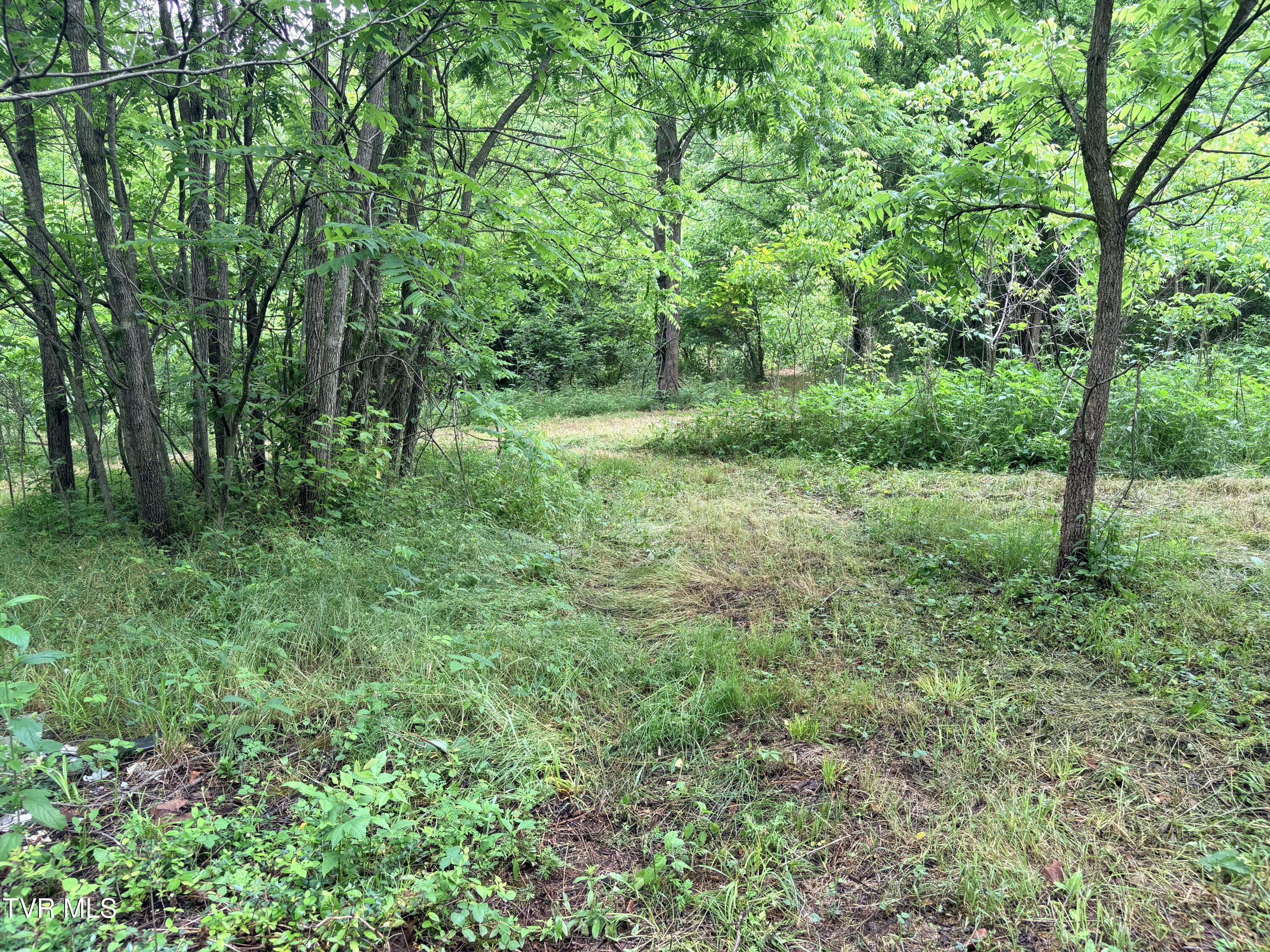 0 Shackleford Road Mosheim, TN 37818 - Photo 4 of 21 IMG_9904