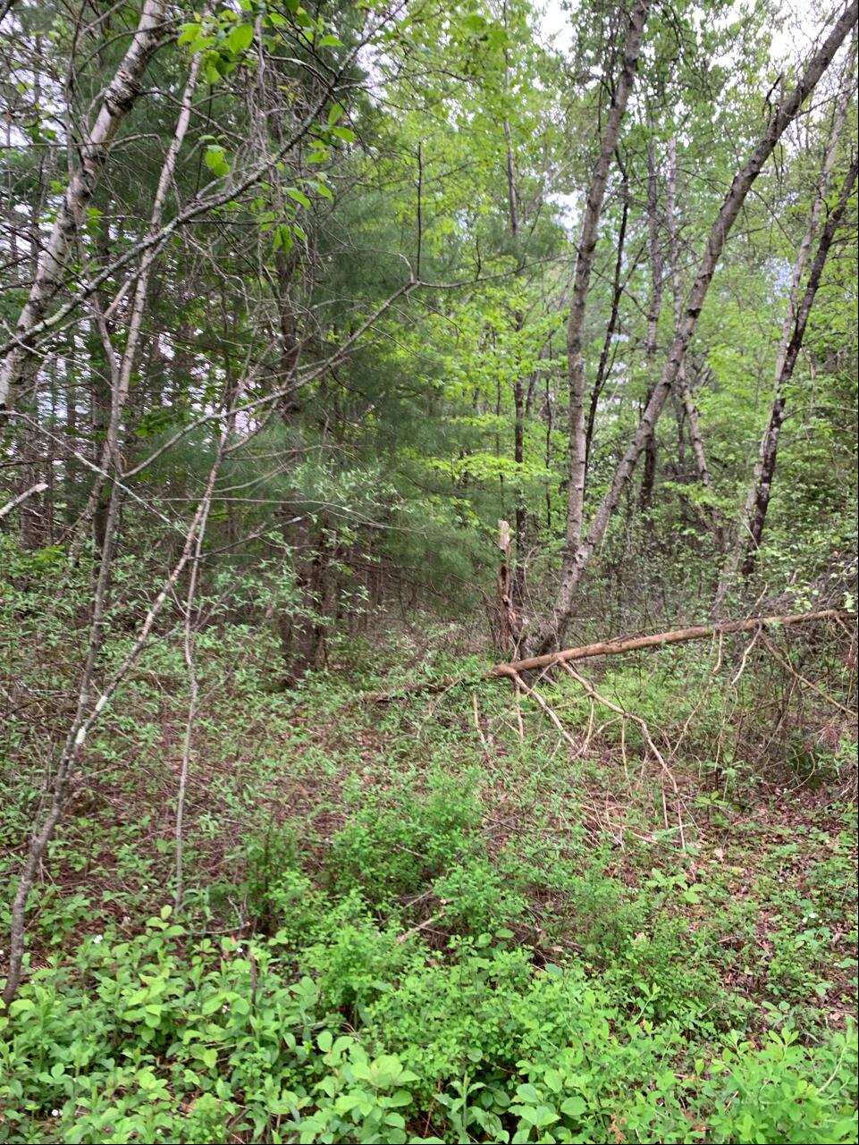 0 Evergreen Cemetery Access Road Clinton, ME 04927 - Photo 3 of 6 Land