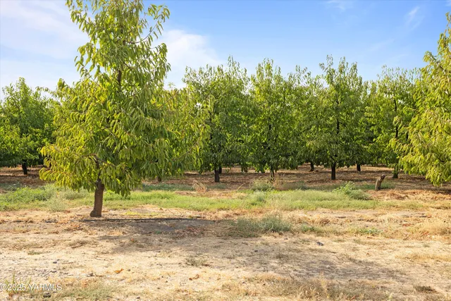 a view of dirt yard with a trees