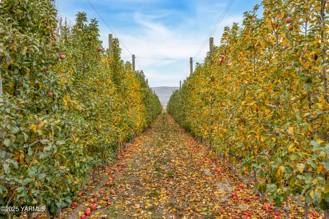 a view of a yard with a tree in the background