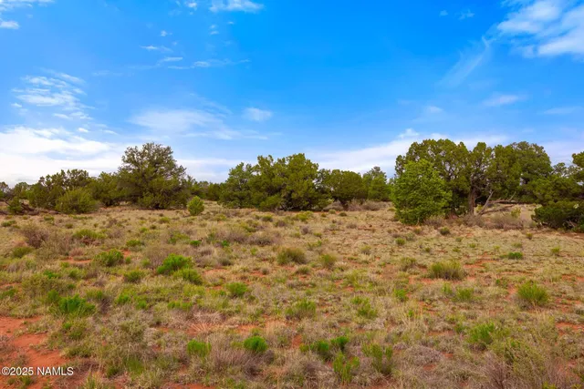 a view of a bunch of trees and bushes
