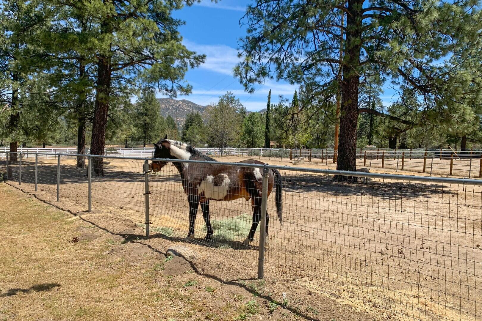 59985 Hop Patch Spring Road Mountain Center, CA 92561 - Photo 5 of 63 a view of a backyard