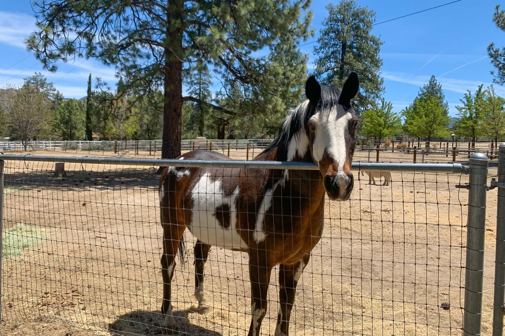 59985 Hop Patch Spring Road Mountain Center, CA 92561 - Photo 52 of 63 A Day On The Ranch