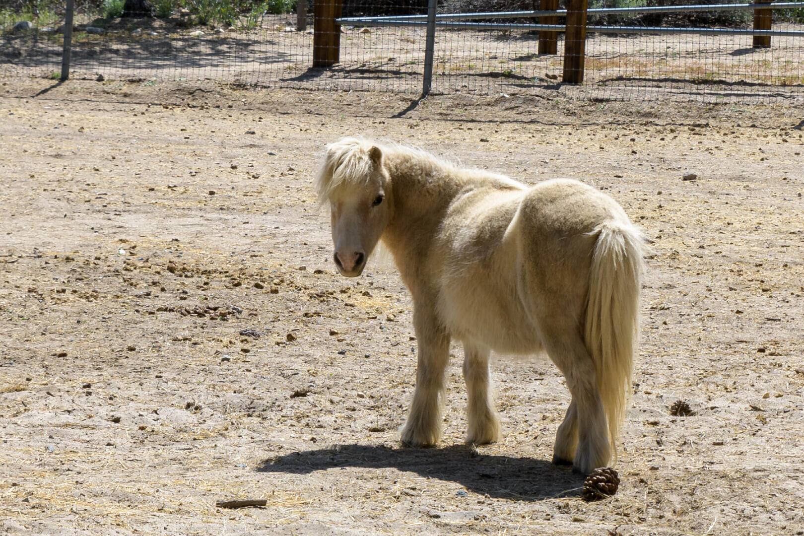 59985 Hop Patch Spring Road Mountain Center, CA 92561 - Photo 60 of 63 A Day On The Ranch