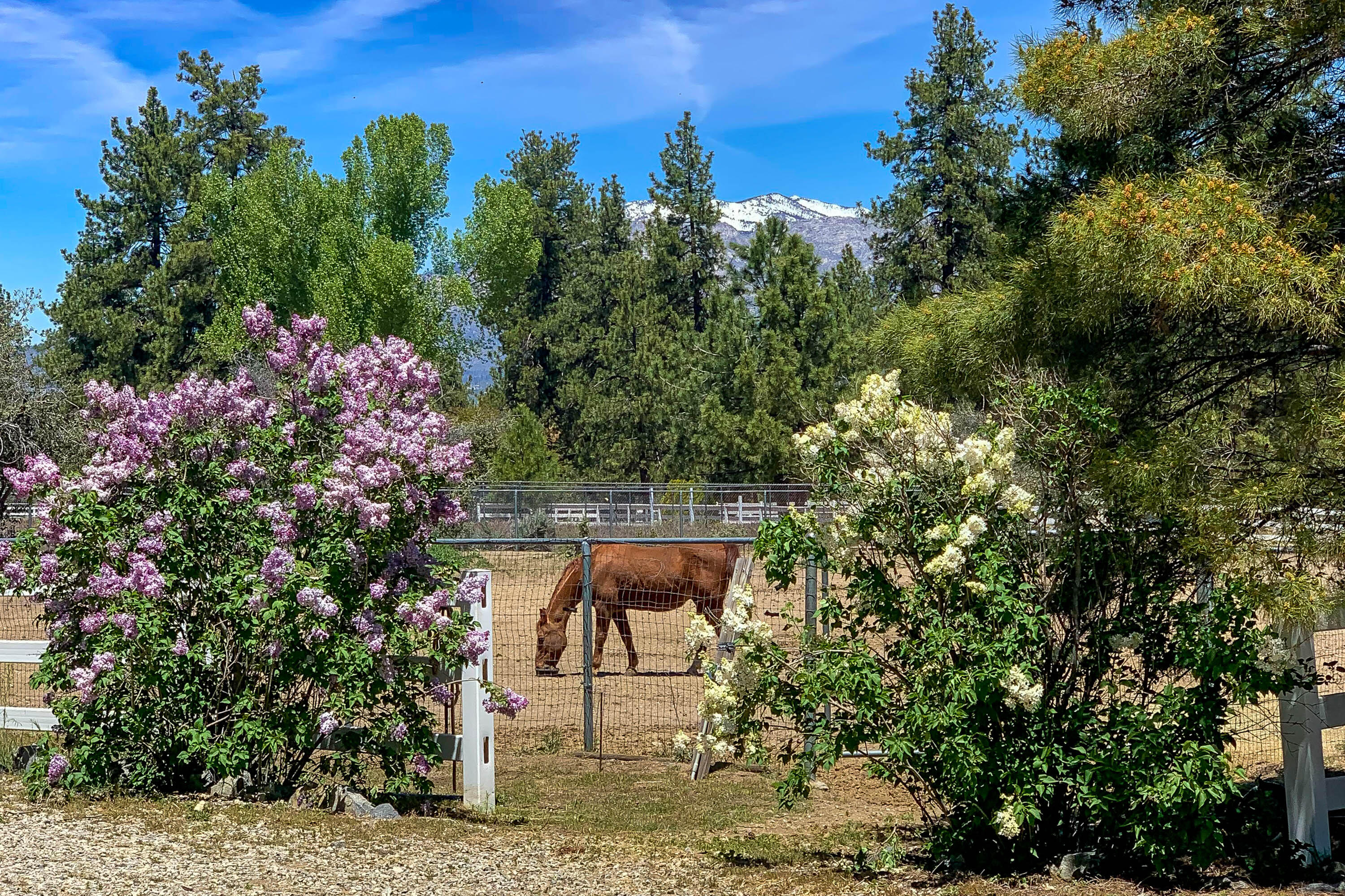 59985 Hop Patch Spring Road Mountain Center, CA 92561 - Photo 6 of 63 a view of a chairs and table in the backyard