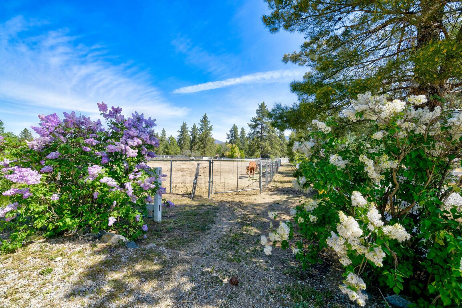 59985 Hop Patch Spring Road Mountain Center, CA 92561 - Photo 62 of 63 Lilacs In Bloom