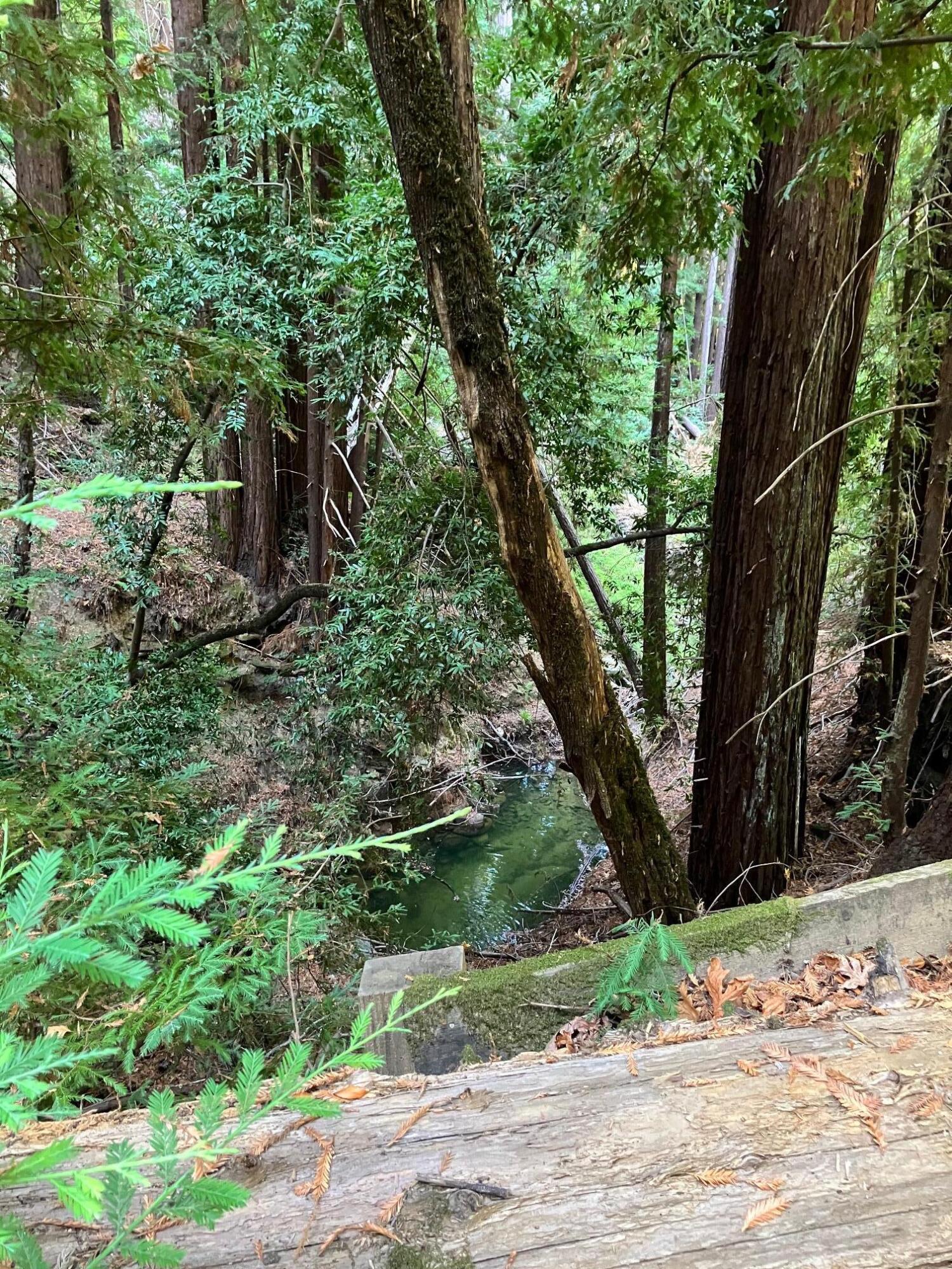 0 Old Logging Road Los Gatos, CA 95033 - Photo 14 of 17 JESSIE WOODS IMG_2733 (3)