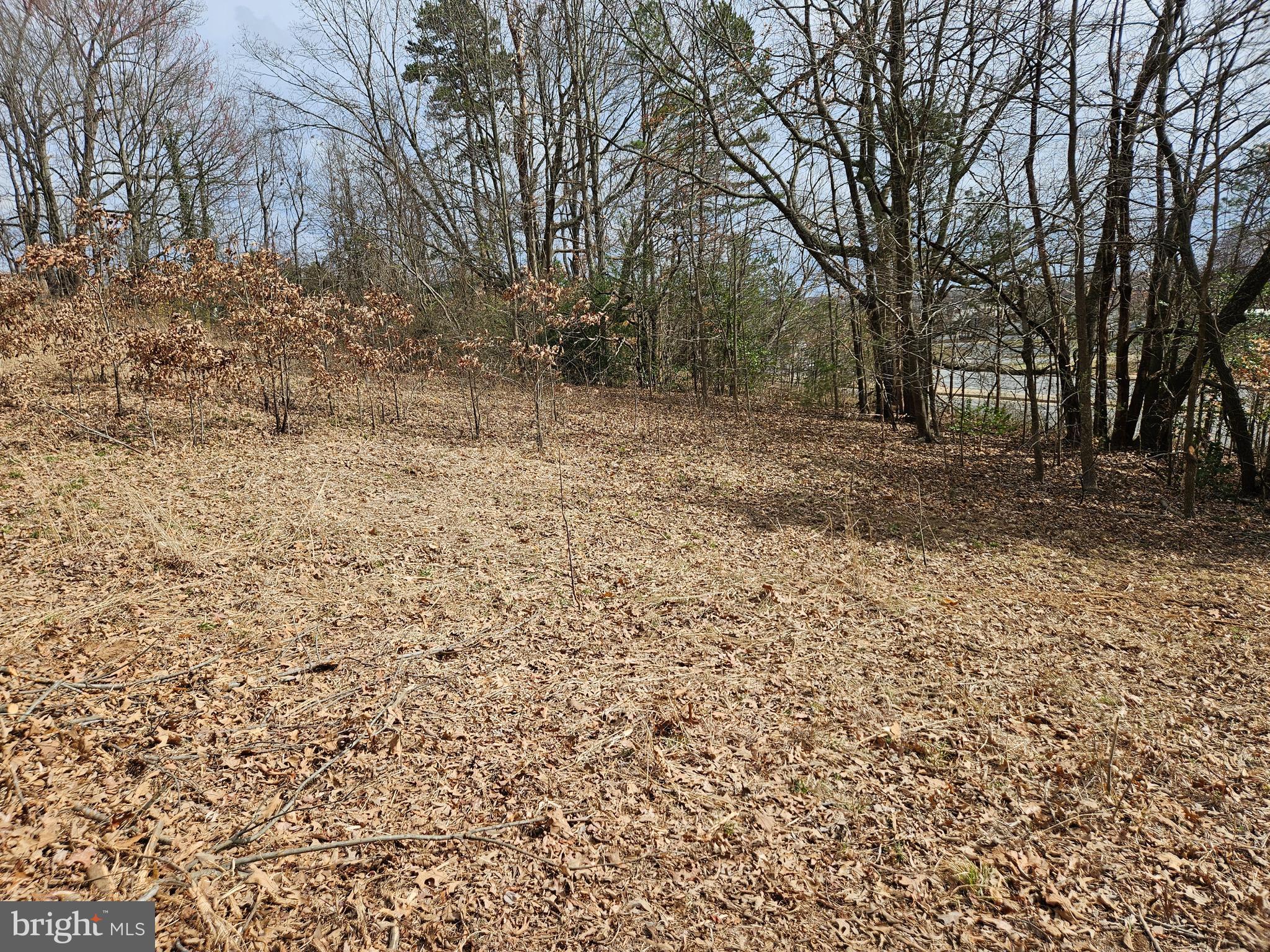 255 Butler Road Fredericksburg, VA 22405 - Photo 6 of 6 a view of a yard with a tree